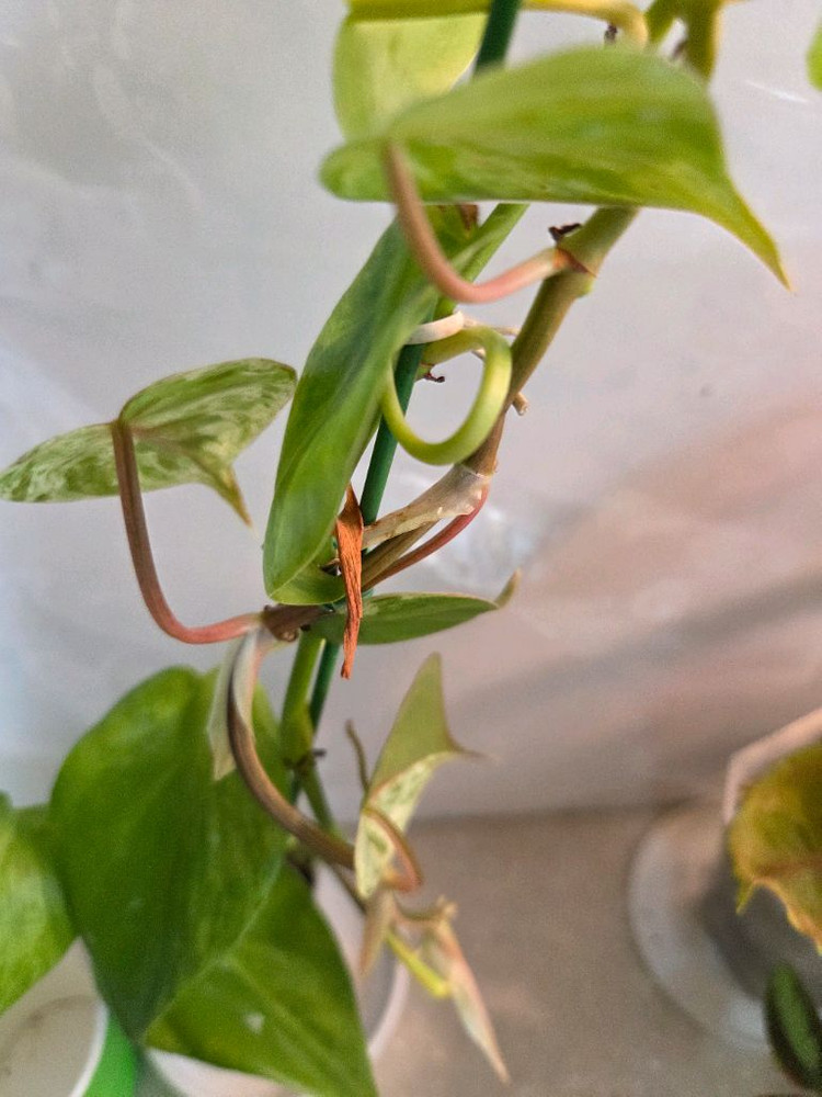 핑크쥬얼리싱고.옥시바리.펠리오니아리펜스 3종 일괄 3종일괄 일괄--3