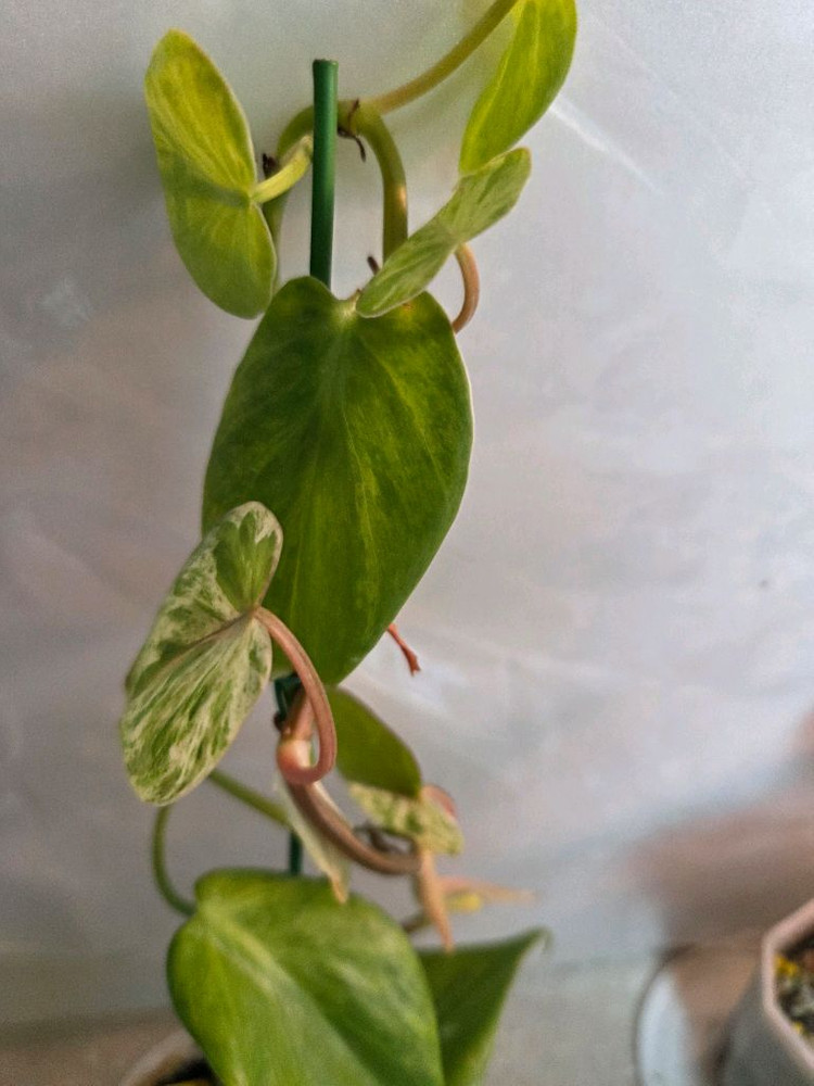 핑크쥬얼리싱고.옥시바리.펠리오니아리펜스 3종 일괄 3종일괄 일괄--4