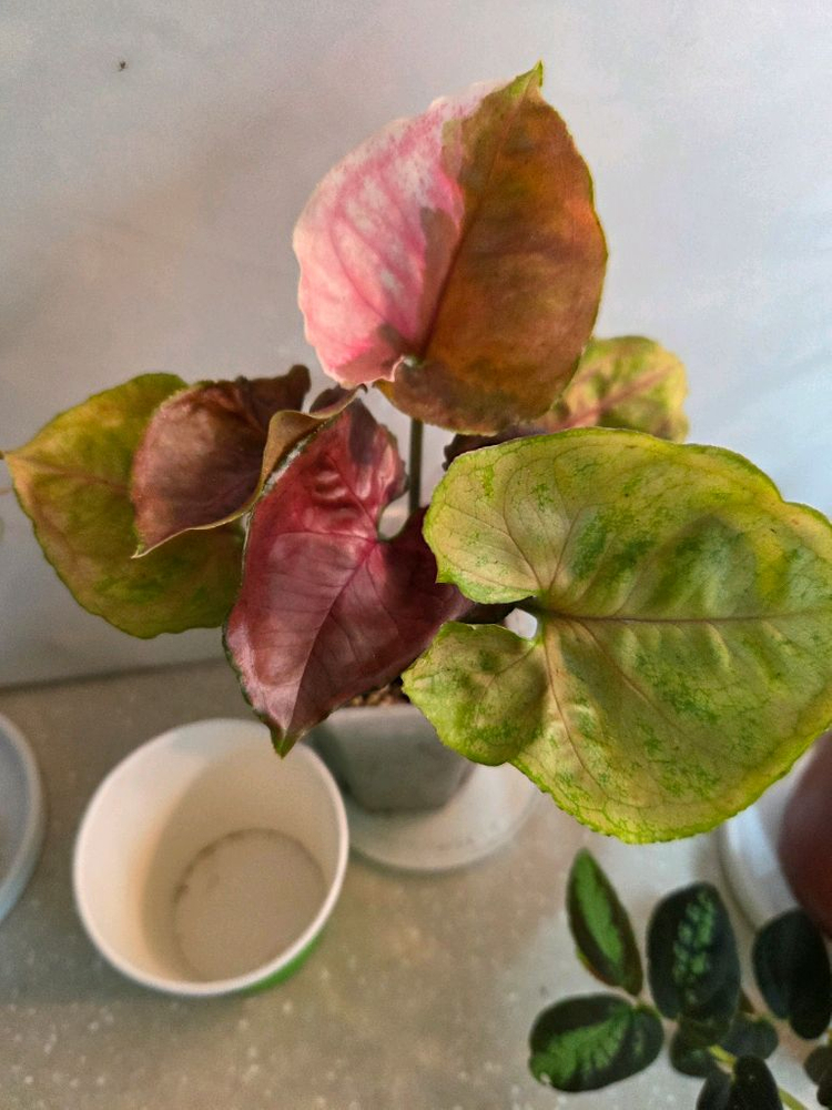 핑크쥬얼리싱고.옥시바리.펠리오니아리펜스 3종 일괄 3종일괄 일괄--5