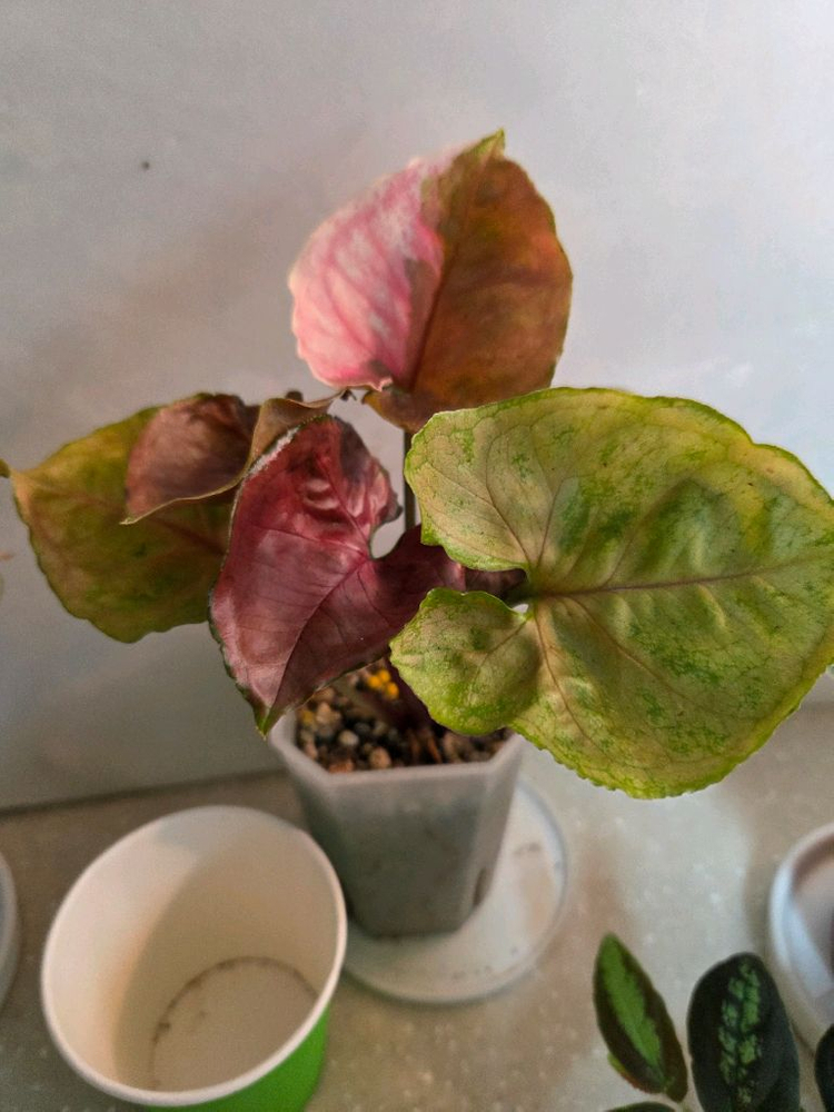 핑크쥬얼리싱고.옥시바리.펠리오니아리펜스 3종 일괄 3종일괄 일괄--6