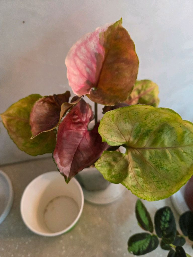 핑크쥬얼리싱고.옥시바리.펠리오니아리펜스 3종 일괄 3종일괄 일괄--7