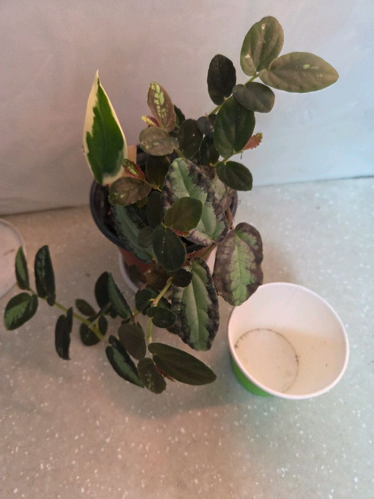 핑크쥬얼리싱고.옥시바리.펠리오니아리펜스 3종 일괄 3종일괄 일괄--8