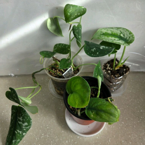 스킨답서스 제이드사틴 다크폼.실버리안. 엔젤 3종일괄. 에피스시아 덤