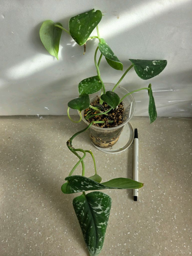 스킨답서스 제이드사틴 다크폼.실버리안. 엔젤 3종일괄. 에피스시아 덤--1