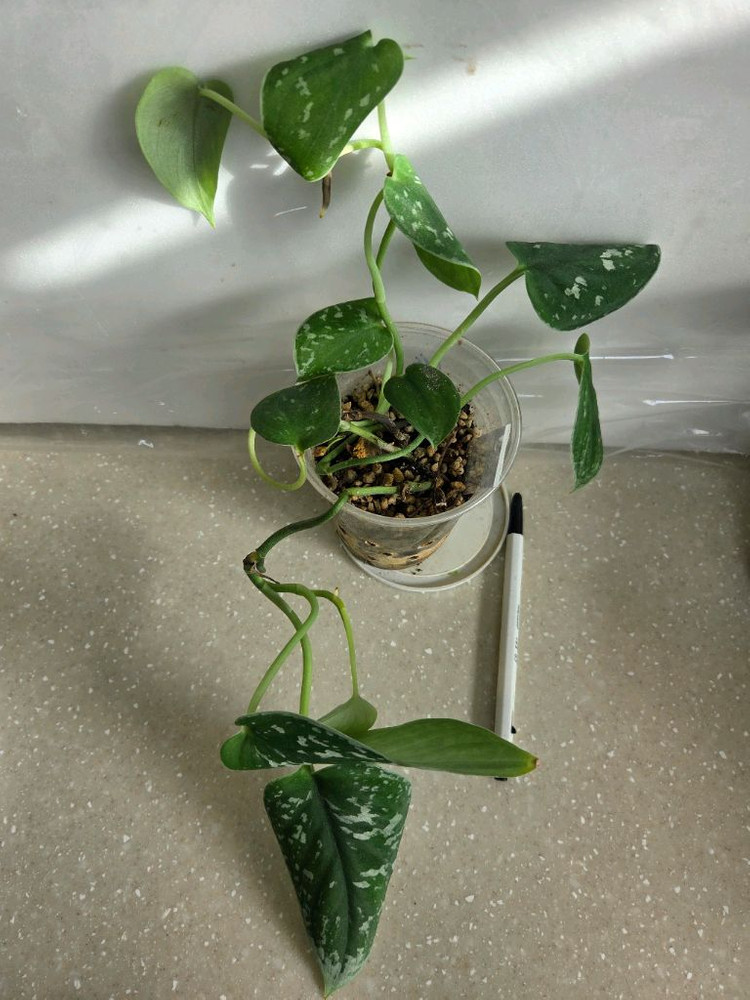 스킨답서스 제이드사틴 다크폼.실버리안. 엔젤 3종일괄. 에피스시아 덤--2