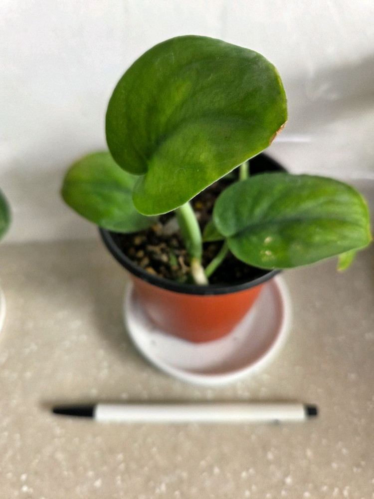 스킨답서스 제이드사틴 다크폼.실버리안. 엔젤 3종일괄. 에피스시아 덤--3