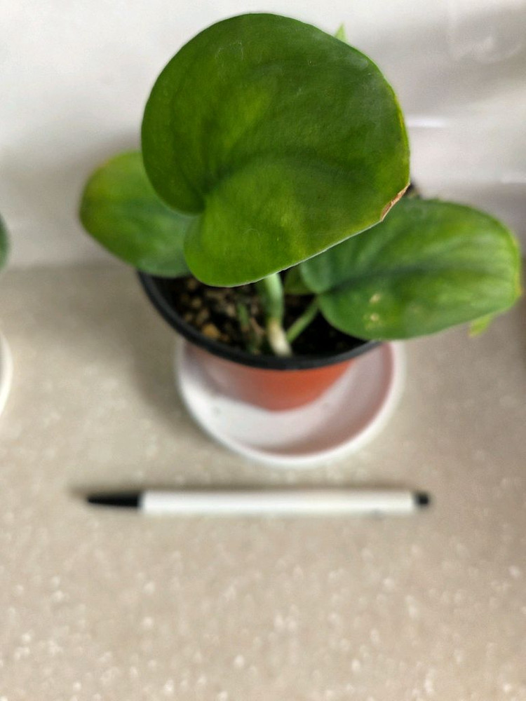 스킨답서스 제이드사틴 다크폼.실버리안. 엔젤 3종일괄. 에피스시아 덤--4