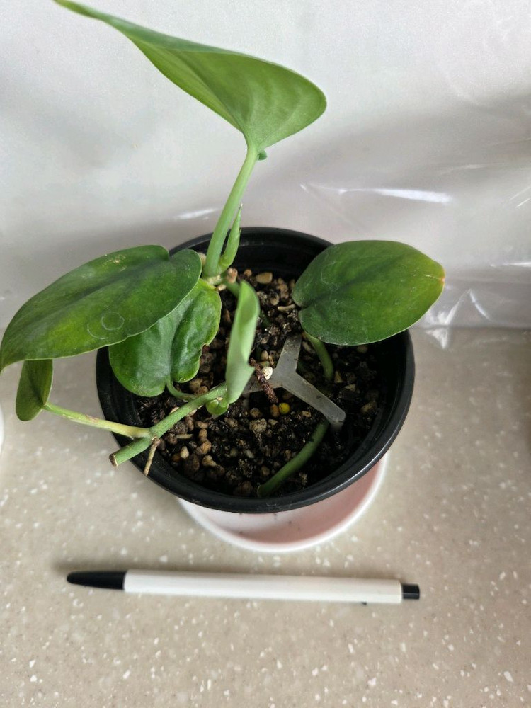 스킨답서스 제이드사틴 다크폼.실버리안. 엔젤 3종일괄. 에피스시아 덤--5