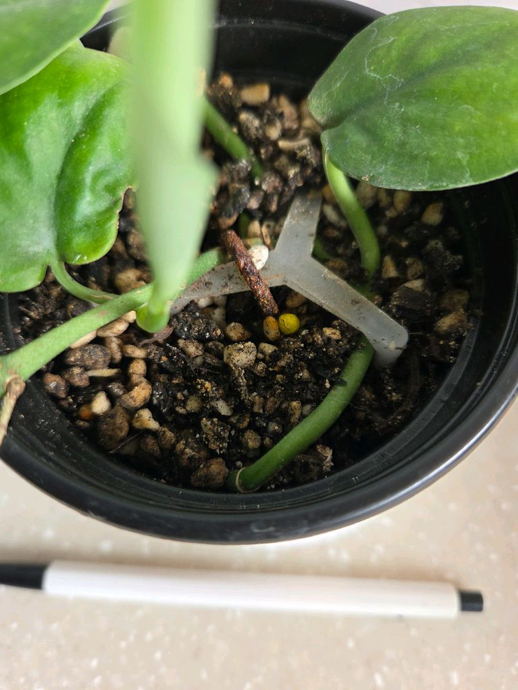 스킨답서스 제이드사틴 다크폼.실버리안. 엔젤 3종일괄. 에피스시아 덤--6