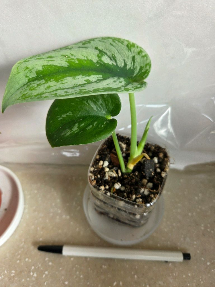 스킨답서스 제이드사틴 다크폼.실버리안. 엔젤 3종일괄. 에피스시아 덤--7