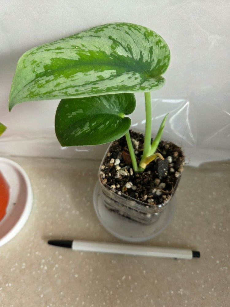 스킨답서스 제이드사틴 다크폼.실버리안. 엔젤 3종일괄. 에피스시아 덤--8