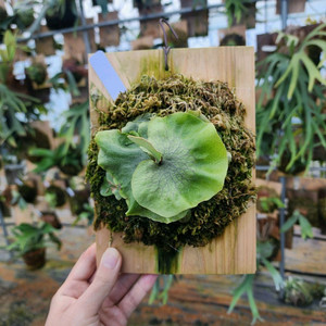 박쥐란 힐리아이 사타힙 pup 무료배송