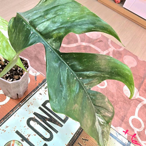 에피프레넘 피나텀 바리에가타