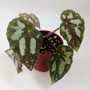 베고니아 하이엔