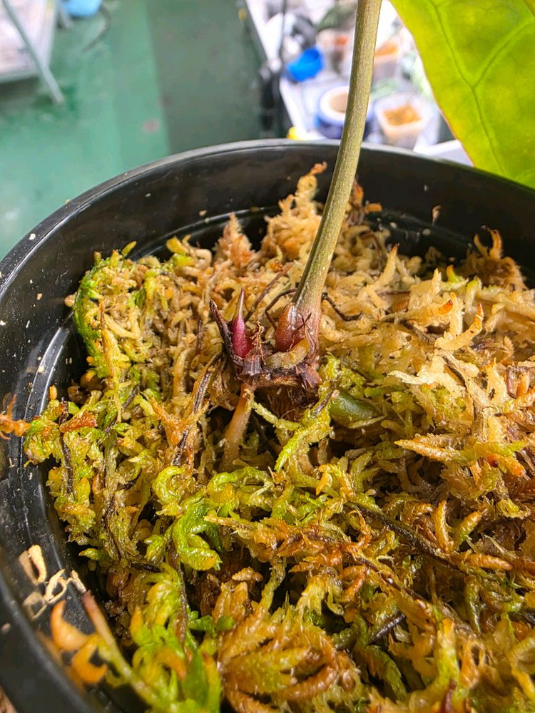 안스리움 NSE 레드크리스탈리넘--2