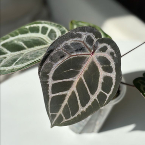 안스리움 퍼플크리스탈리넘 셀렉