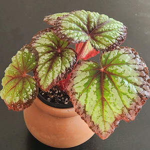 베고니아)) 화이어웍스