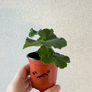 러시아제라늄3종_피치어벤츄리 백조의호수 인스피레이션