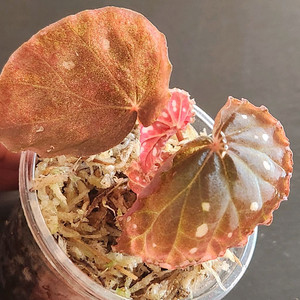 베고니아)) 브라운사라왁