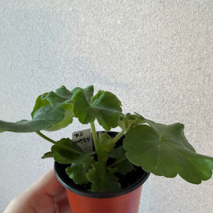 러시아제라늄3종_피치어벤츄리 아나스타샤 14.20