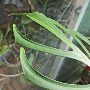 몬스테라 딜라체라타 탑삽수