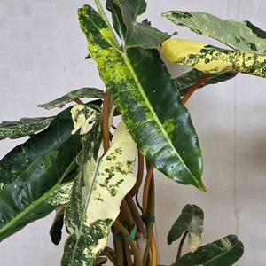 빌리에티에 바리에가타 대품