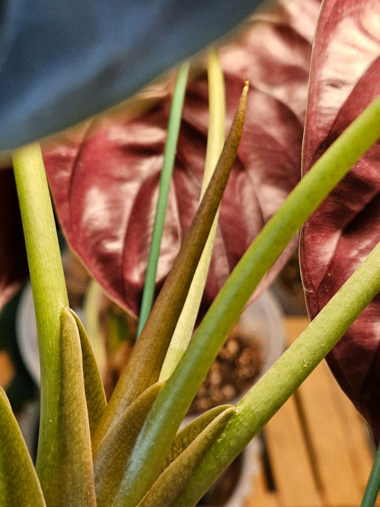 알로카시아 쿠프레아 레드시크릿 바리에가타 모주--9