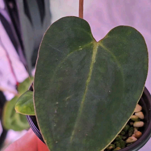 안스리움 (칼라블랙키*드레스러리)*자라