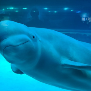 부산아쿠아리움 종일입장권 있어요