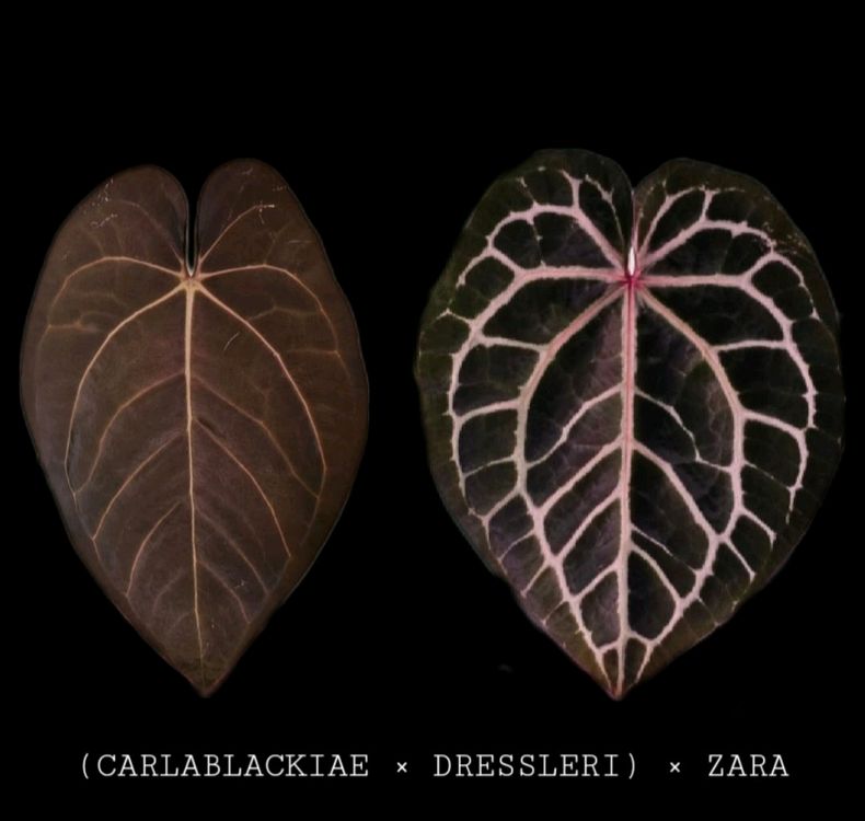 안스리움 (칼라블랙키*드레스러리)*자라--1