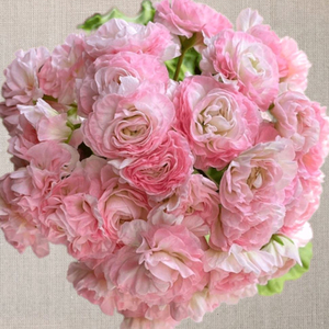 엠마뉴엘 제라늄