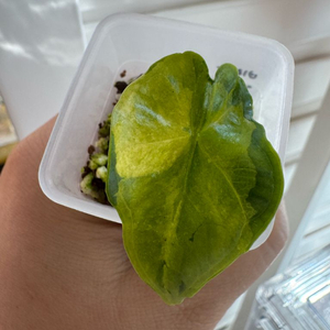 알로카시아 비스마 바리에가타