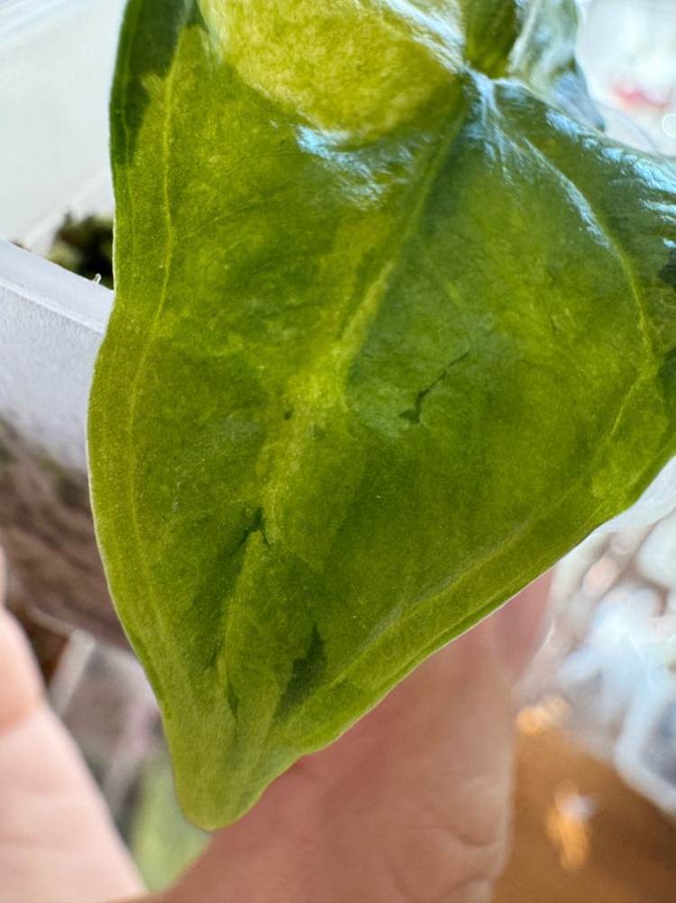 알로카시아 비스마 바리에가타--2