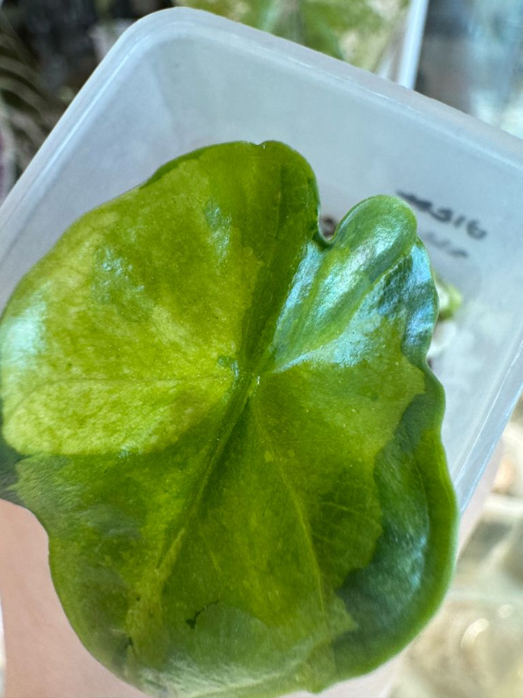 알로카시아 비스마 바리에가타--3