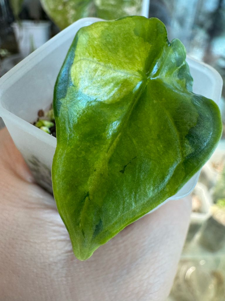 알로카시아 비스마 바리에가타--4