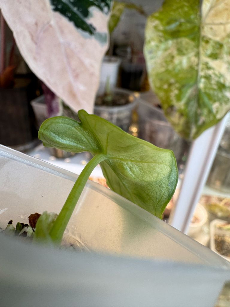 알로카시아 비스마 바리에가타--6