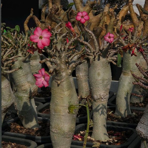 아데니움 오베숨 바오밥스타일 (아프리카식물/코덱스)