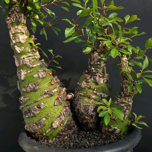 포퀘리아 파시쿨라타 명품 트리플헤드 (아프리카식물/코덱스)