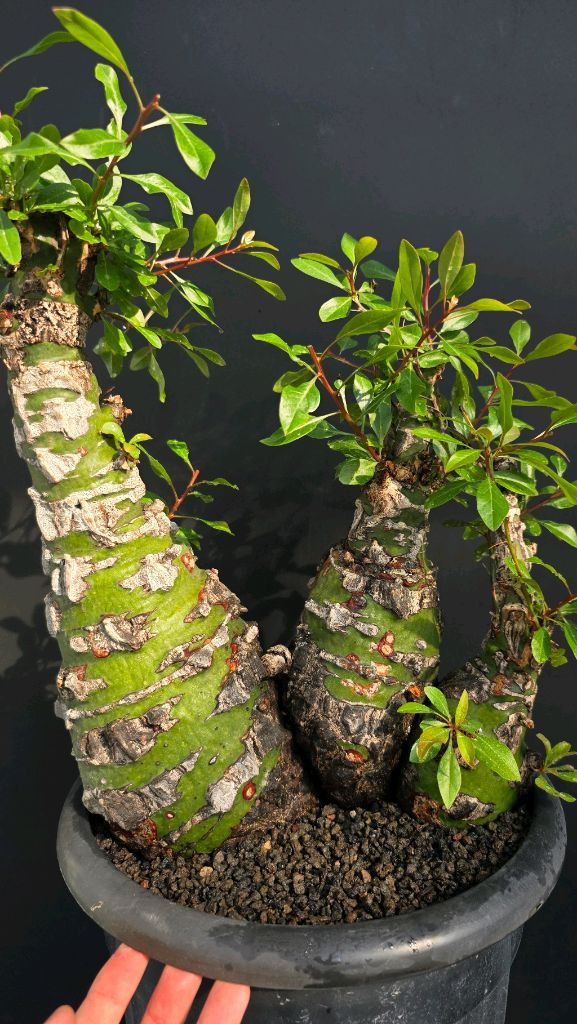 포퀘리아 파시쿨라타 명품 트리플헤드 (아프리카식물/코덱스)--1