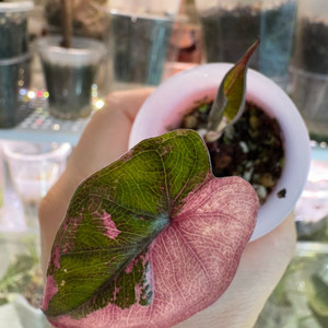 유카탄프린세스 핑크 바리에가타