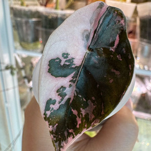 찬트리에 바리에가타