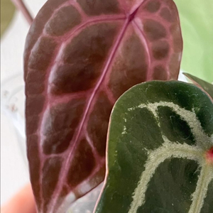 안스리움 미쉘 자라 닥터블락