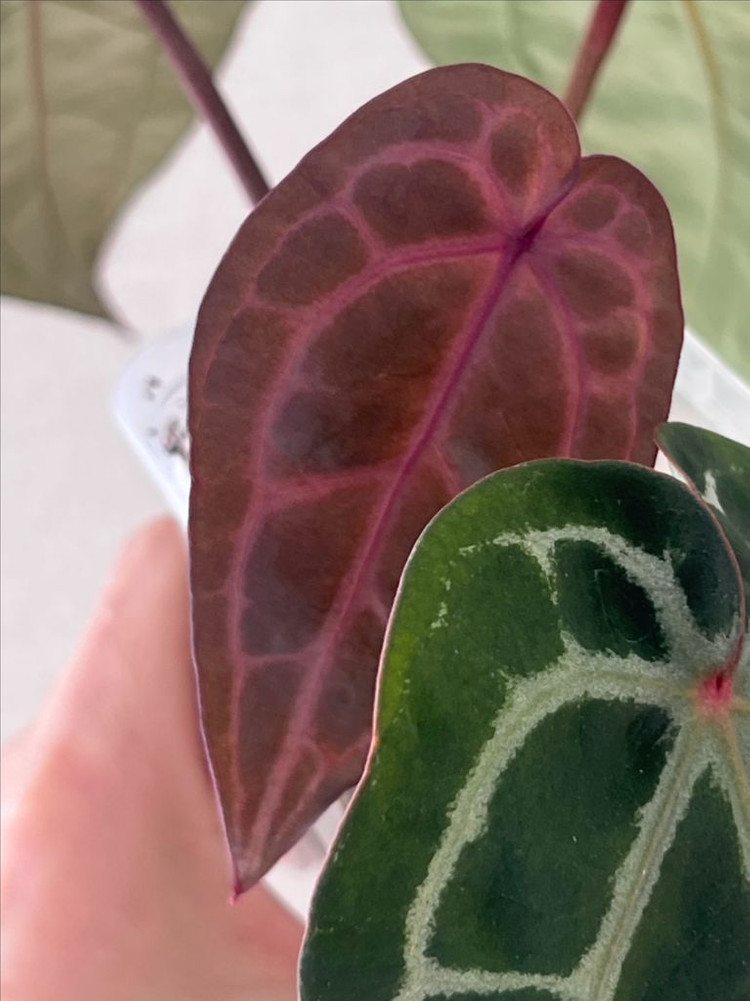 안스리움 미쉘 자라 닥터블락--1