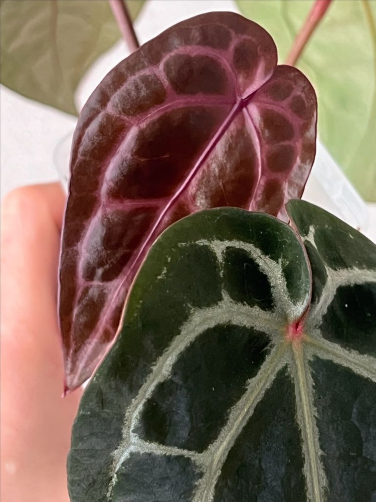 안스리움 미쉘 자라 닥터블락--2