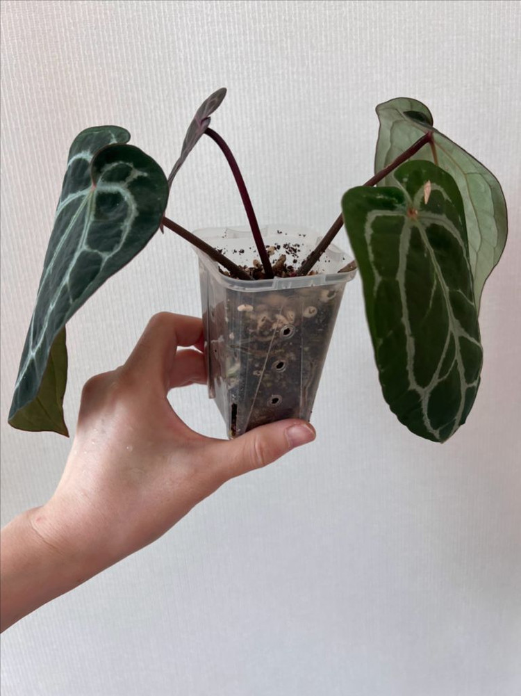 안스리움 미쉘 자라 닥터블락--3