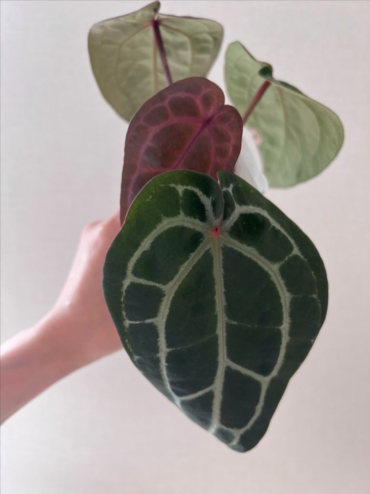 안스리움 미쉘 자라 닥터블락--5