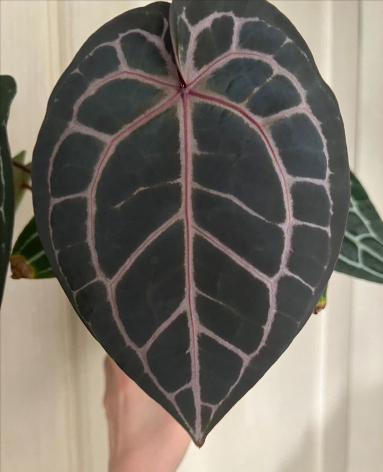 안스리움 미쉘 자라 닥터블락--6