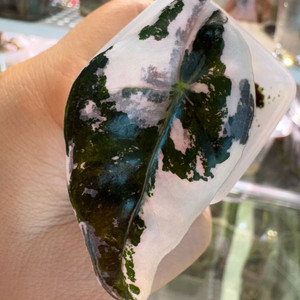 아마조니카 화이트핑크 바리에가타