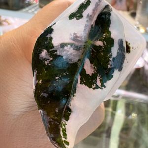 아마조니카 화이트핑크 바리에가타