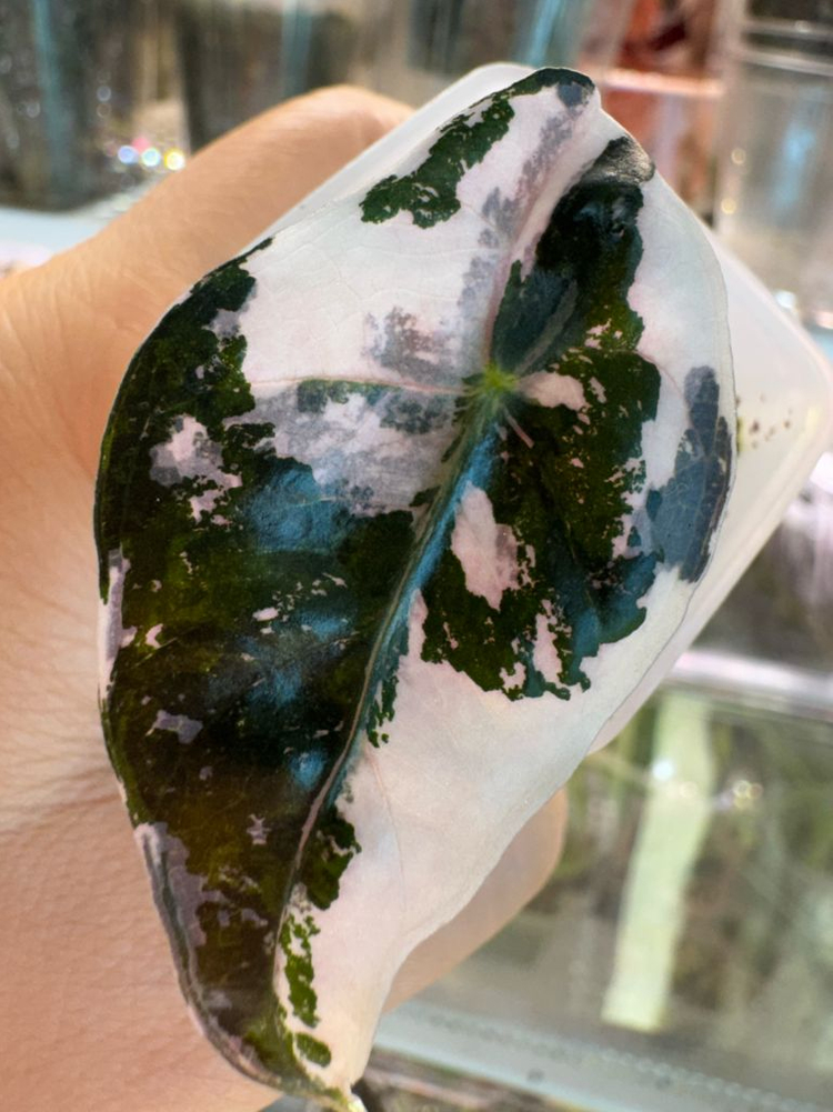 아마조니카 화이트핑크 바리에가타--1